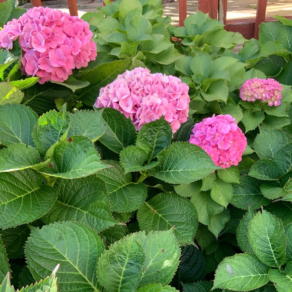 lululemon athletica Pants - ACTIVEWEAR SHOW!